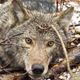 One of the wolves being studied by the Voyageurs Wolf Project, code name V077.